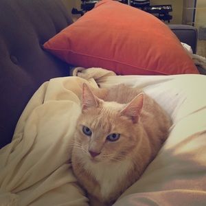 Meet your Posher, Amelia